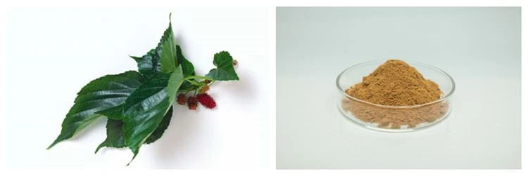 Mulberry Leaf Extract Powder