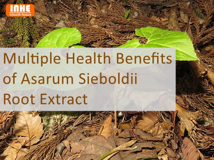 Multiple Health Benefits of Asarum Sieboldii Root Extract